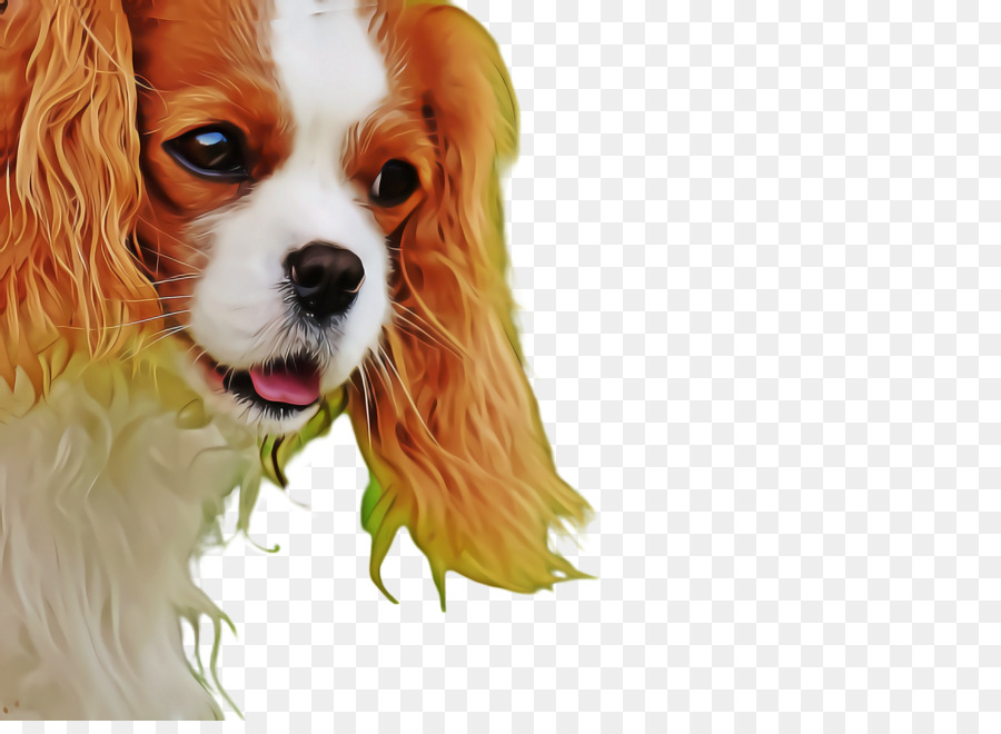 Kral Charles Spaniel，Cavalier Kral Charles Spaniel PNG