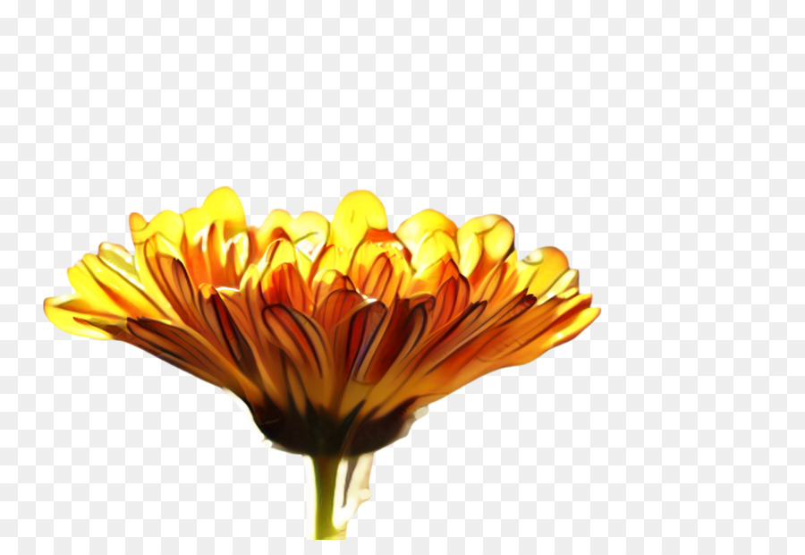 Pot Kadife çiçeği，Bitkiler PNG