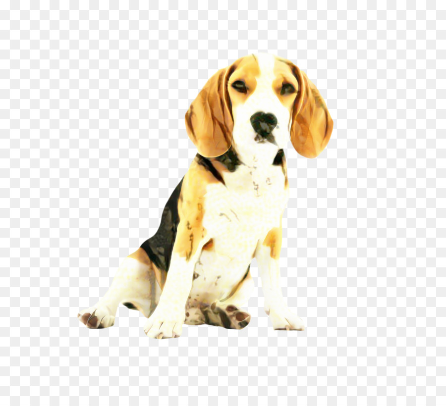 Beagle Köpeği，Evcil Hayvan PNG