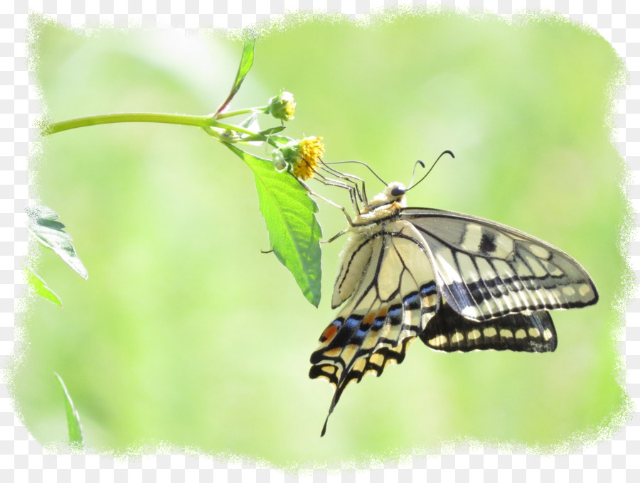 Monarch Kelebek，Gossamerwinged Kelebekler PNG