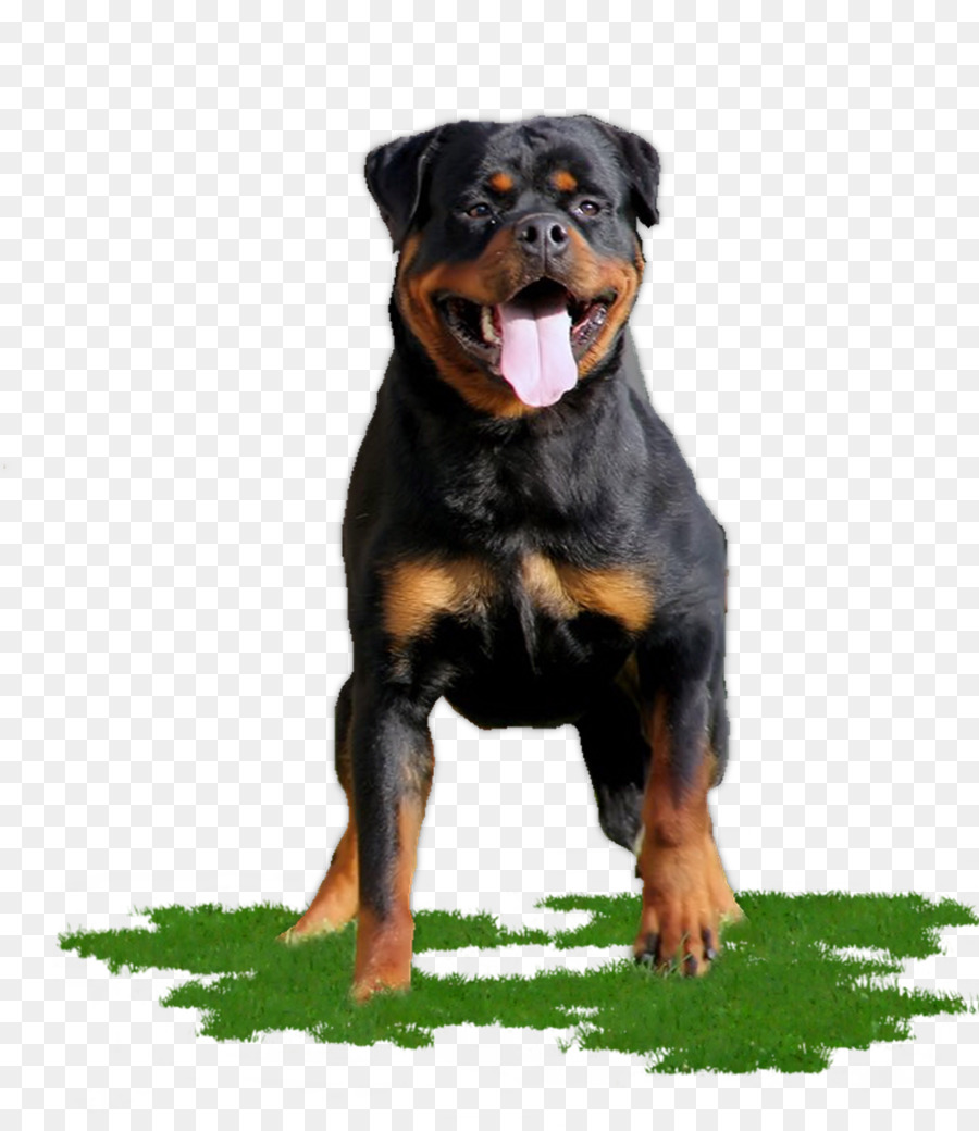 Rottweiler Köpeği，Ayakta PNG