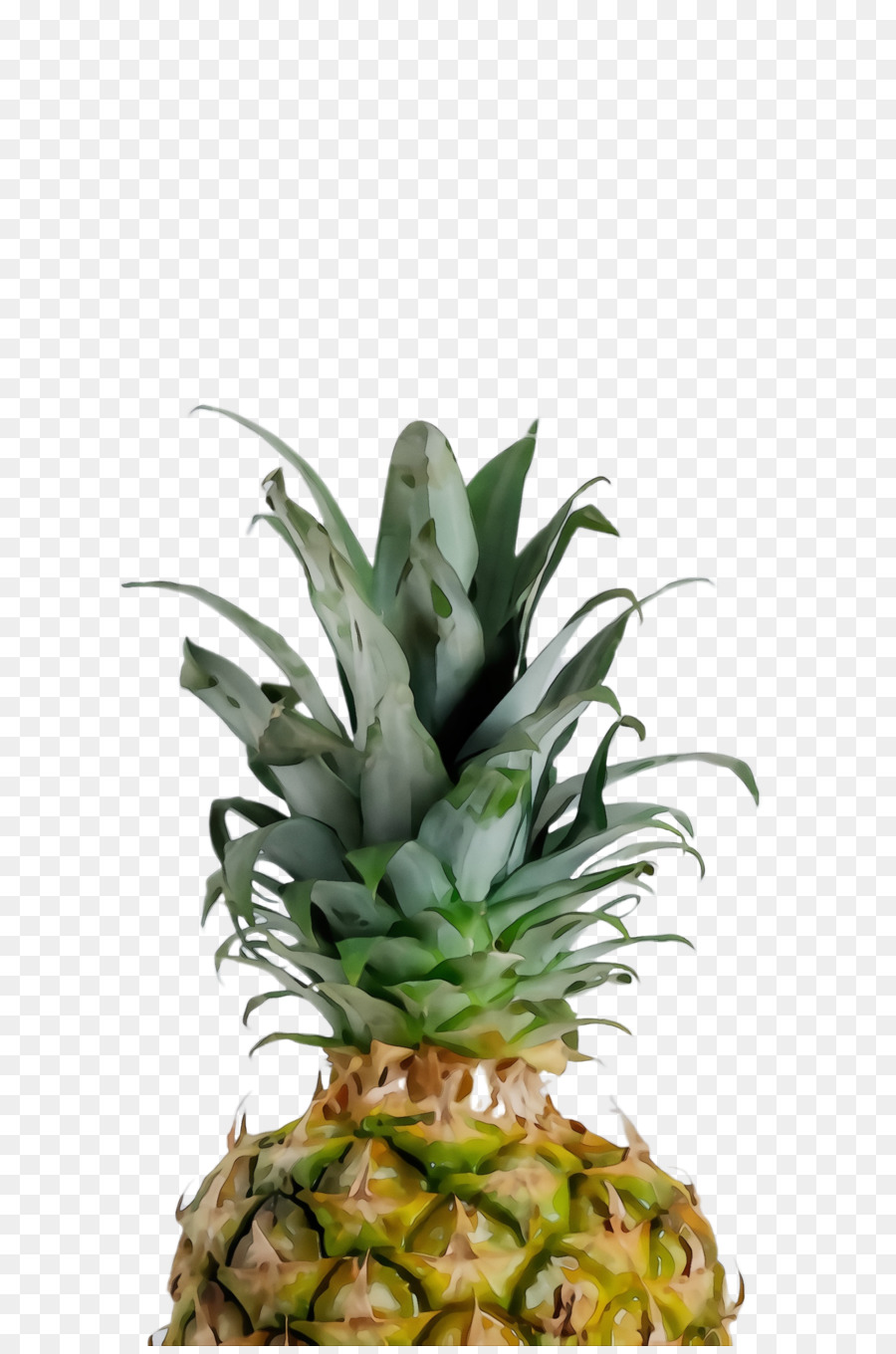 Ananas，Tropikal PNG