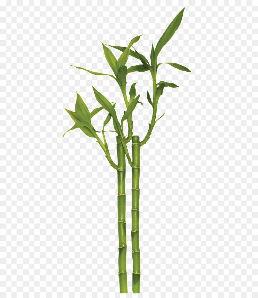 Şanslı Bambu，Vazo PNG