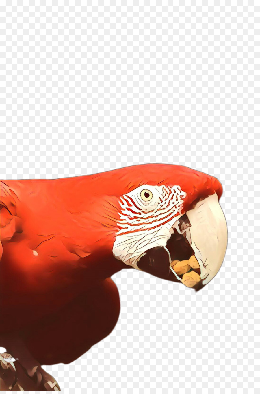 Gaga，Papağan PNG