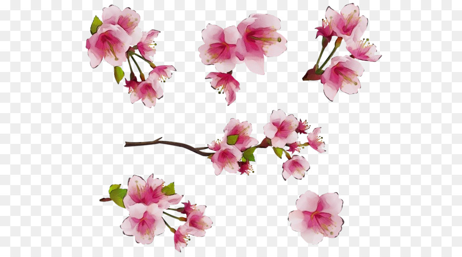 çiçek，Gül PNG
