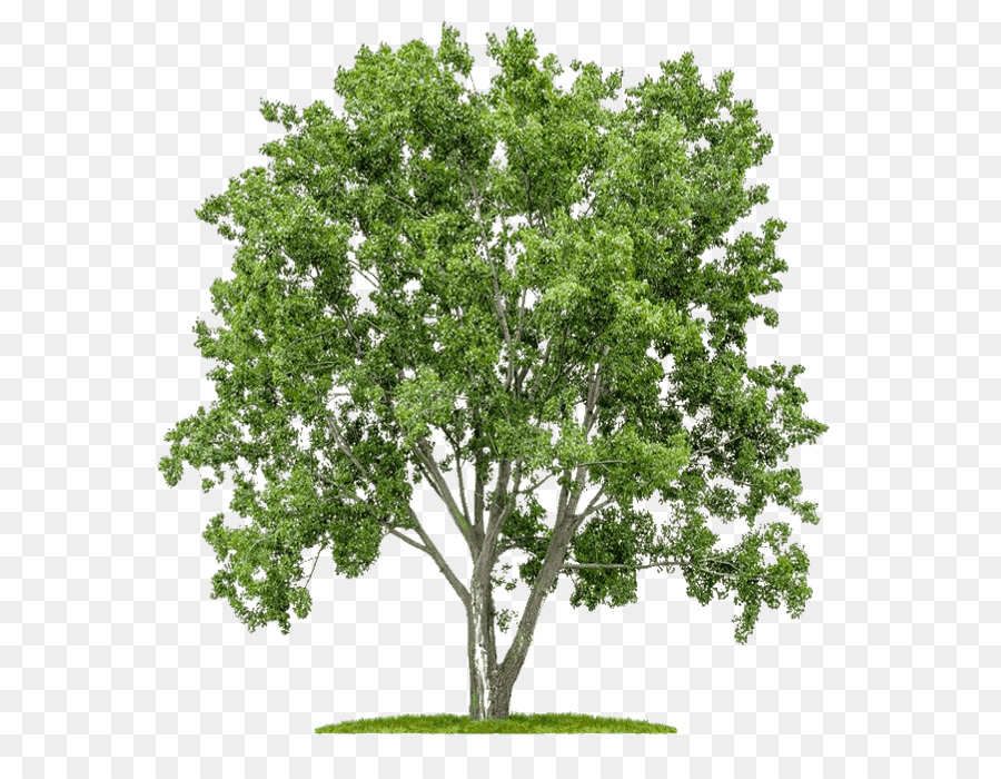Ağaç，Ihlamur PNG