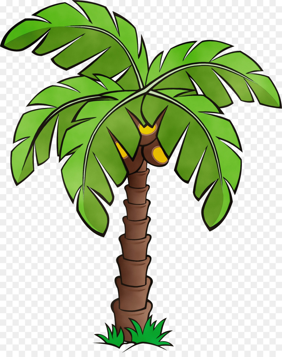 Palmiye Ağaçları，Bitki Kök PNG
