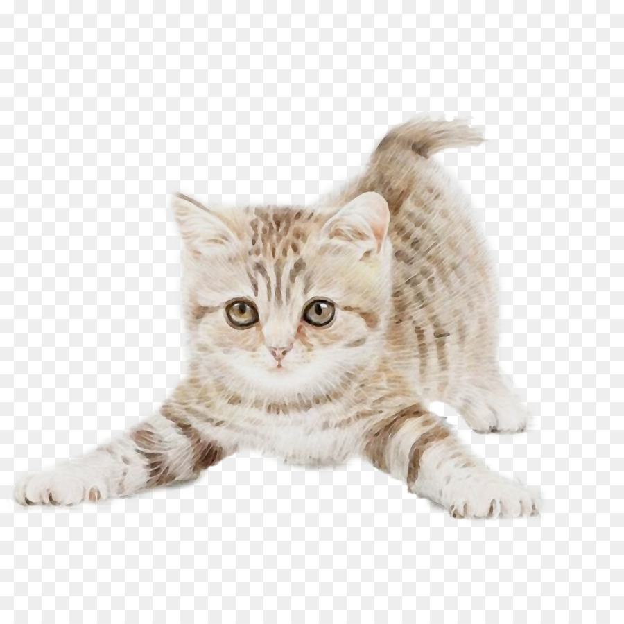 Yavru Kedi，Kedi PNG