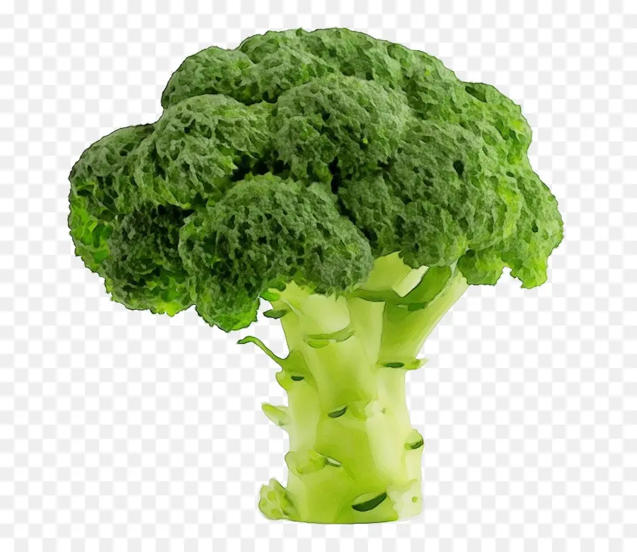 Brokoli，Yaprak Sebzesi PNG