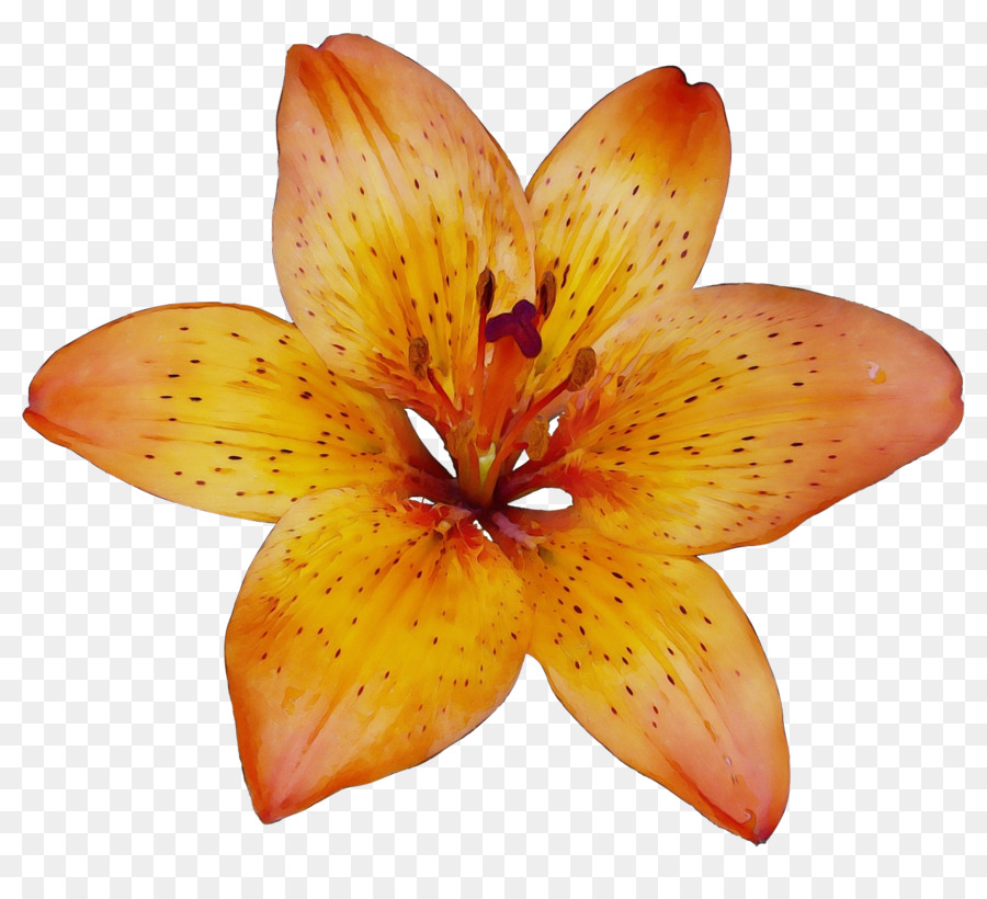 çiçekli Bitki，Yaprağı PNG