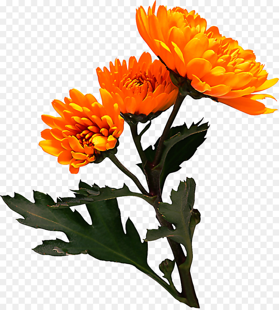çiçek，çiçekli Bitki PNG