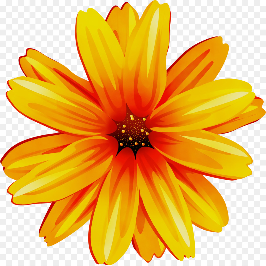 çiçek，İngilizce Marigold PNG
