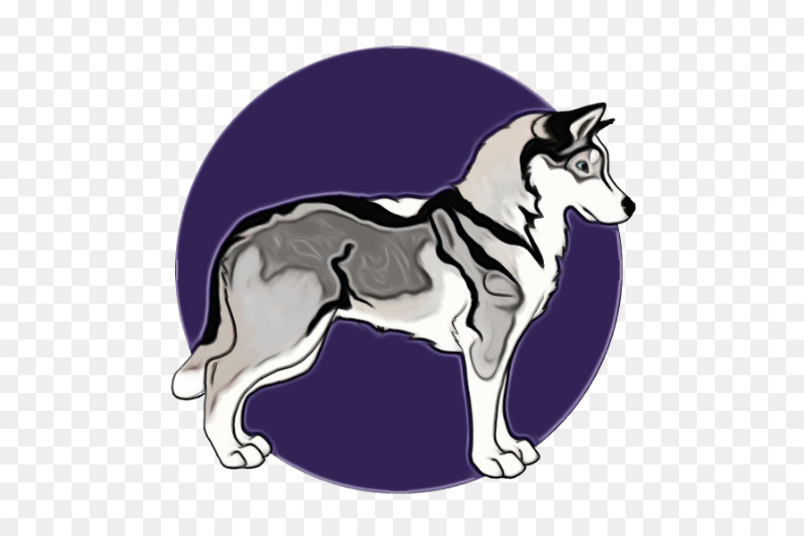 Husky Köpek，Gri PNG