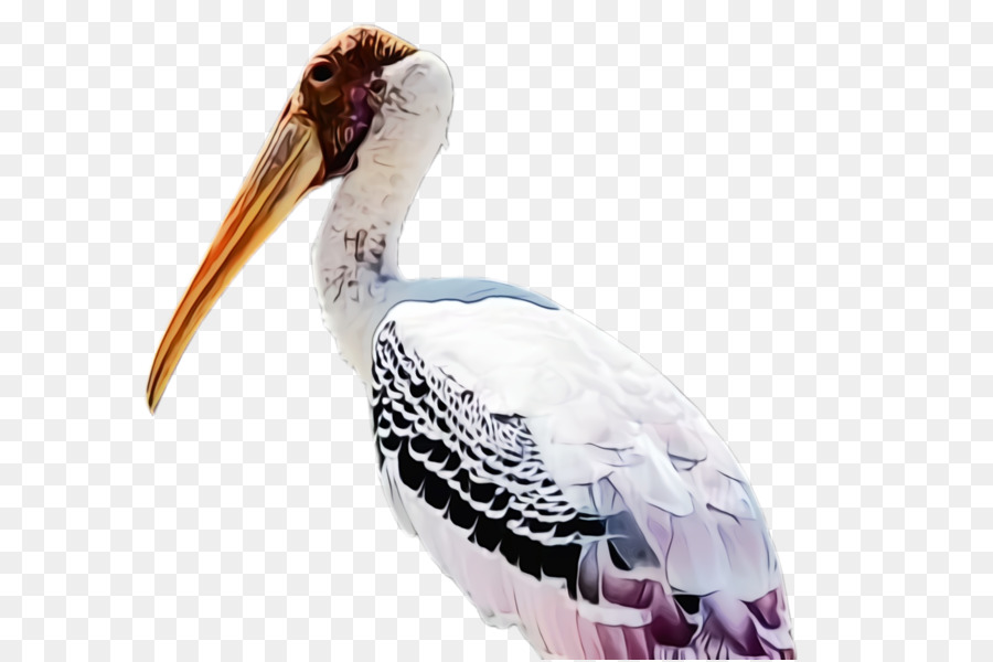 Kuş，Pelikan PNG