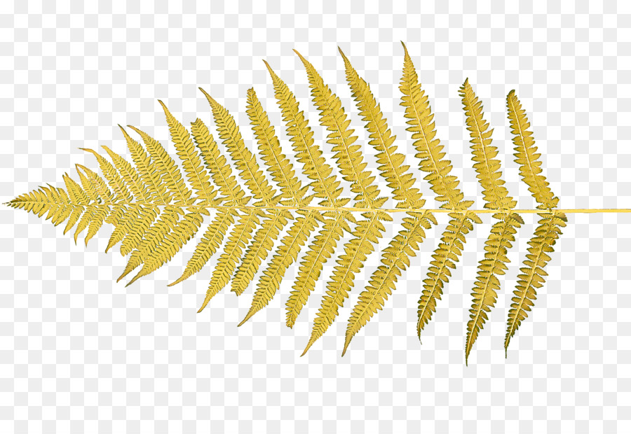 Sarı，Vasküler Bitki PNG
