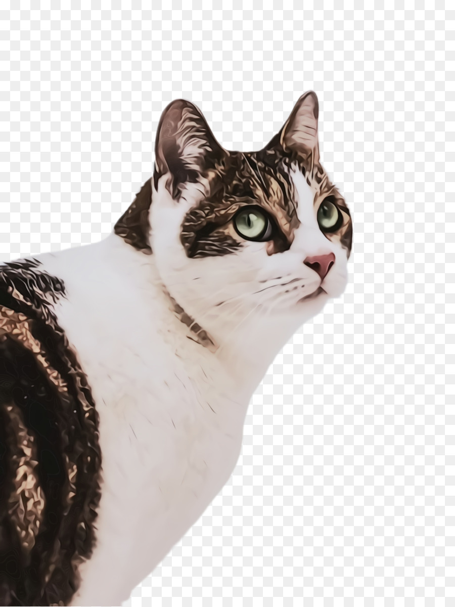 Beyaz Kedi，Evcil Hayvan PNG