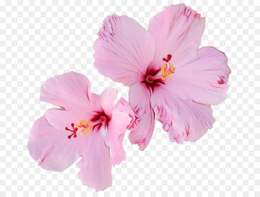 Hibiskus çiçekleri，Doğa PNG