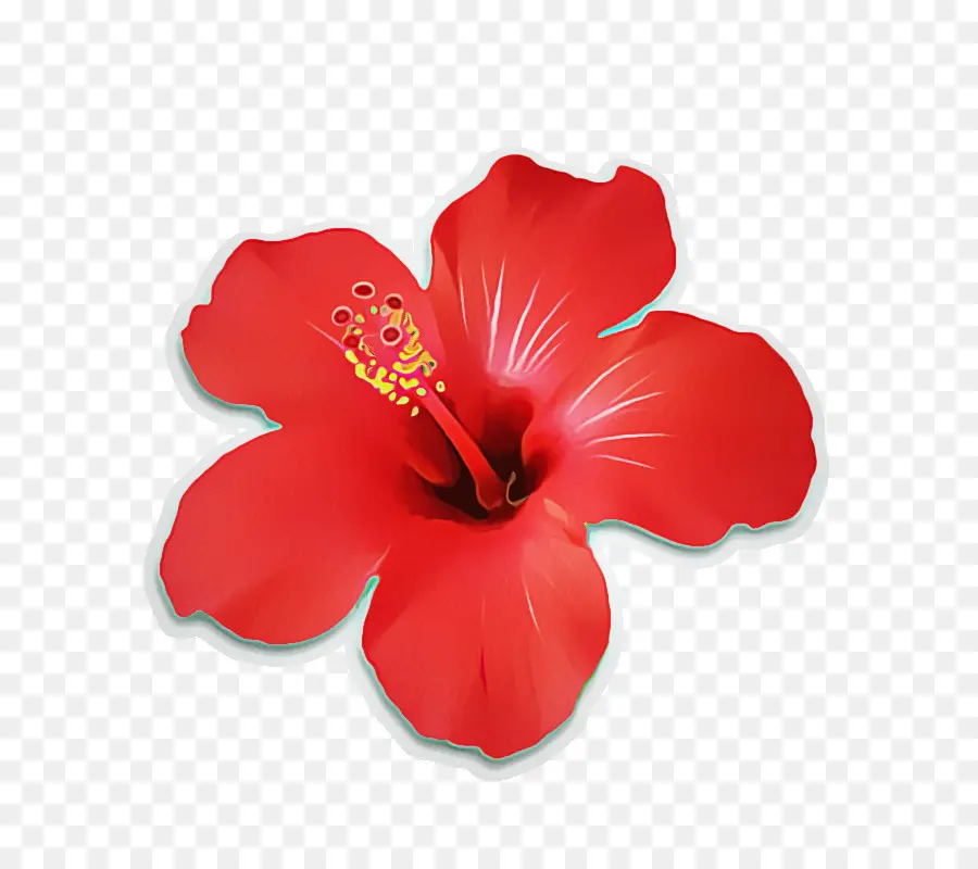 Ebegümeci，çiçekli Bitki PNG
