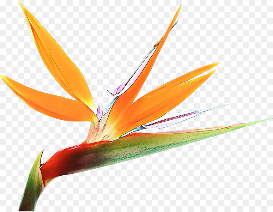 Cennet Kuşu，çiçek PNG