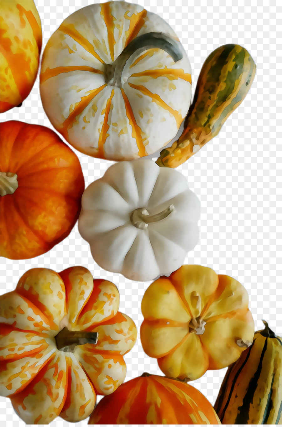 Cucurbita，Kış Kabağı PNG