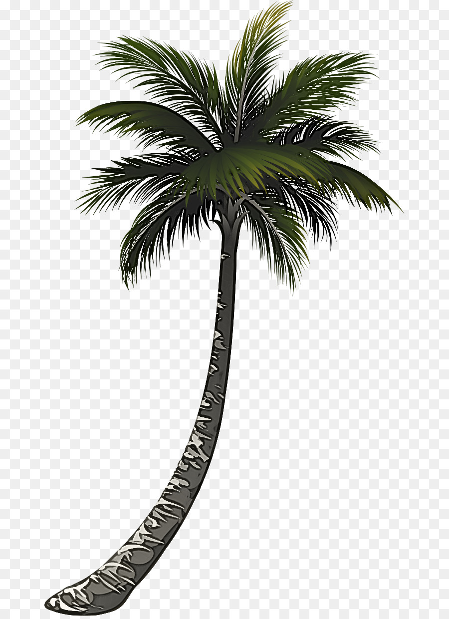 Ağaç，Palmiye PNG
