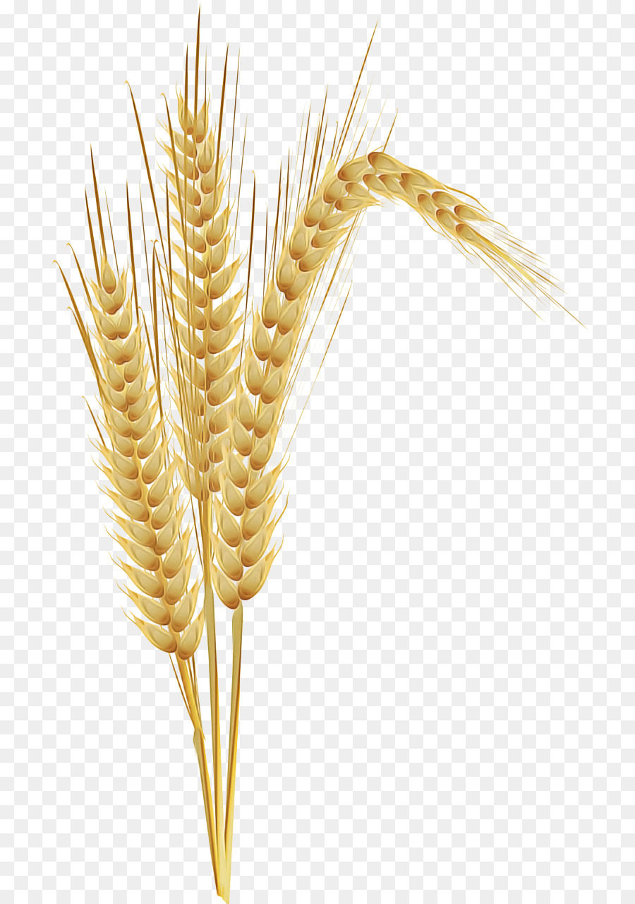 Buğday，Gıda Tahıl PNG