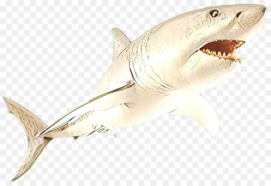 Balık，Köpek Balığı PNG