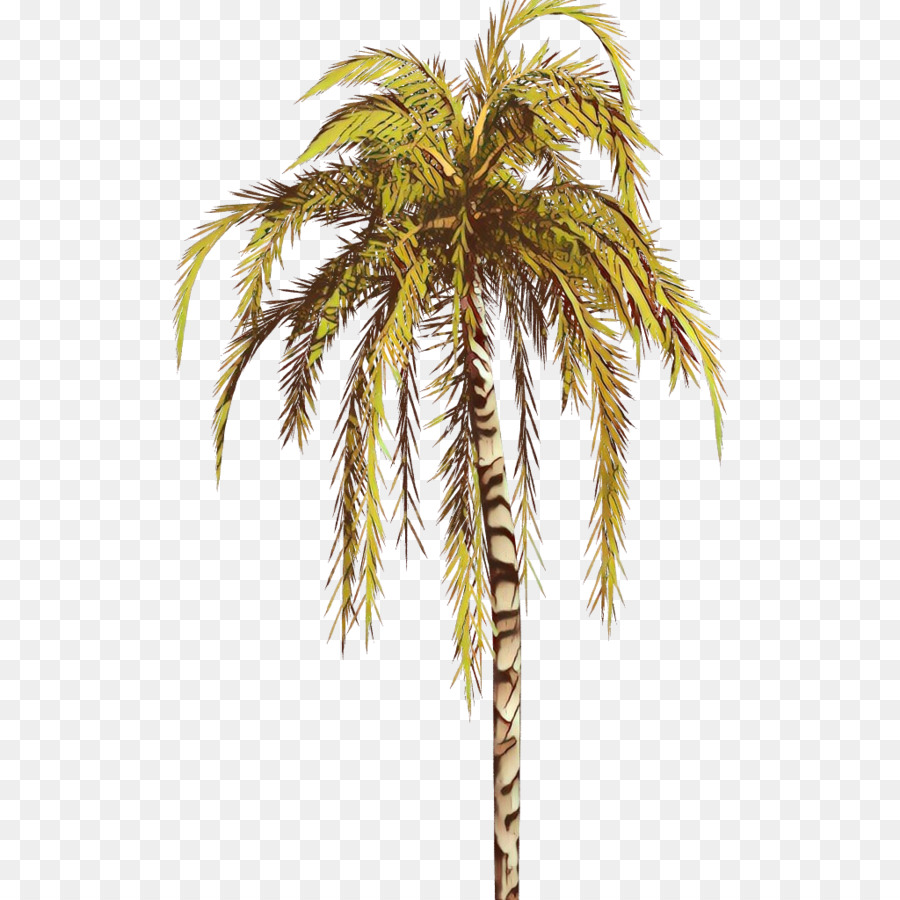 Ağaç，Palmiye PNG