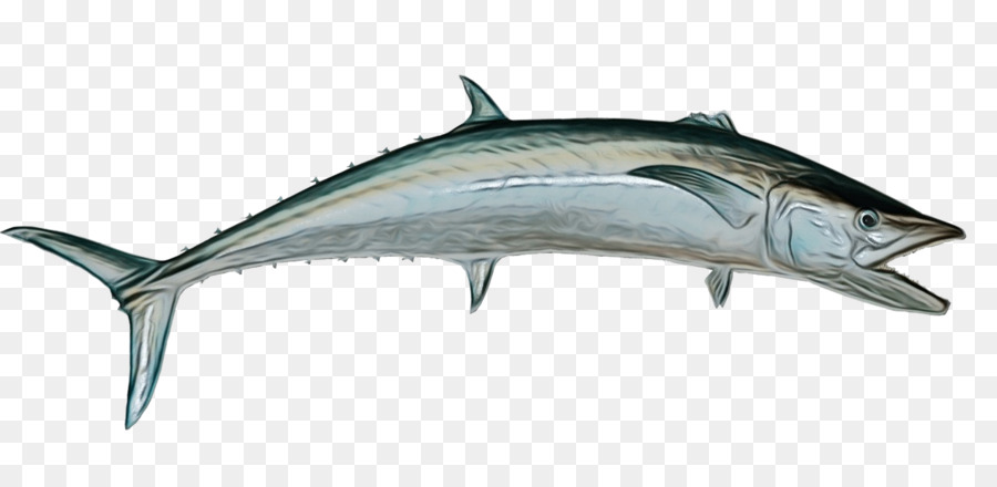Balık，Yüzgeç PNG