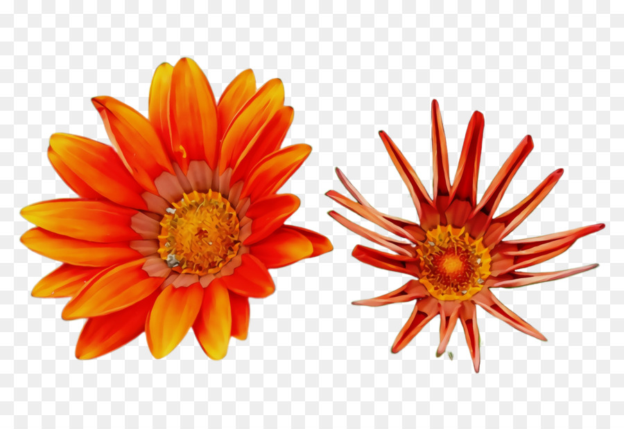 çiçek，Turuncu PNG