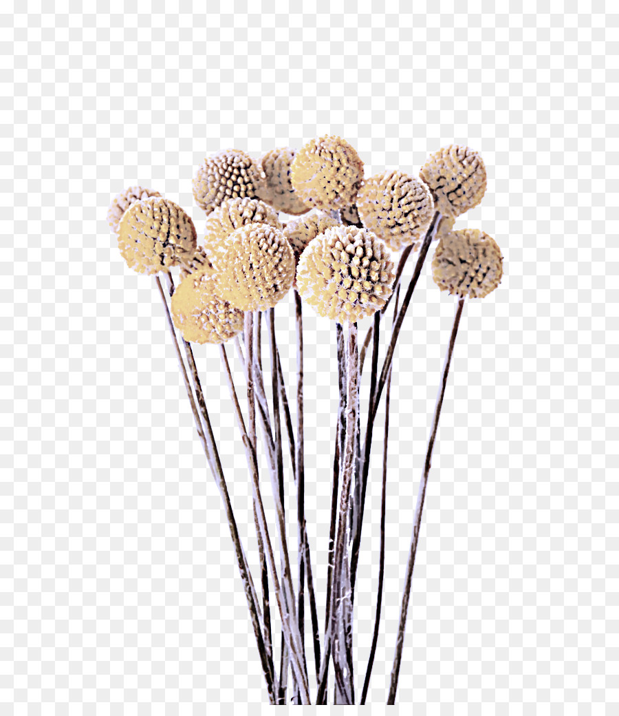 Kesme çiçekler，Bitki PNG