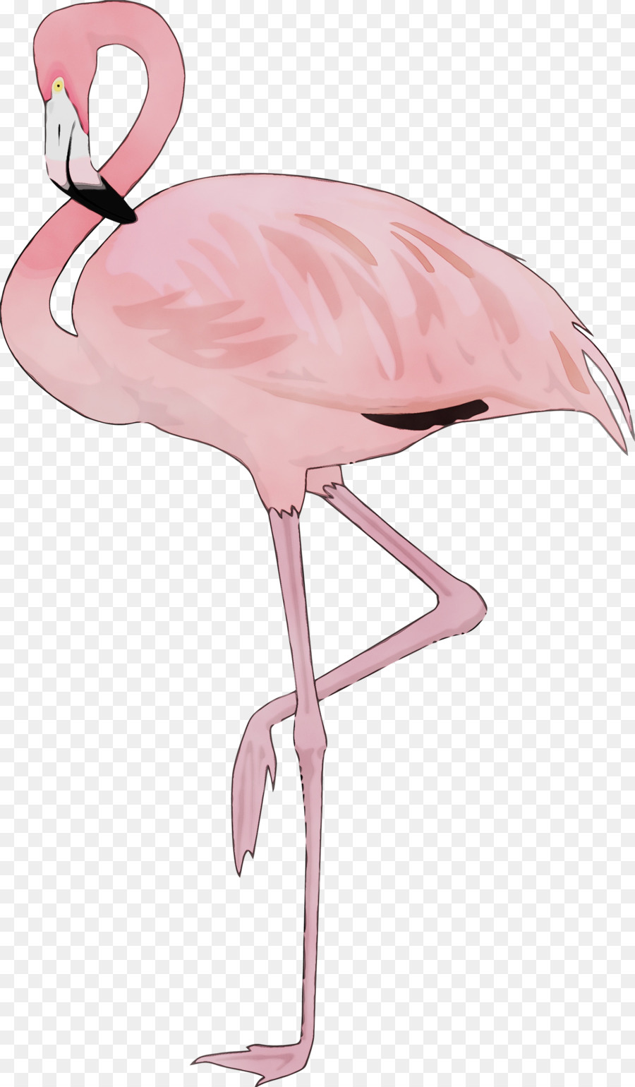 Flamingo，Kuş PNG