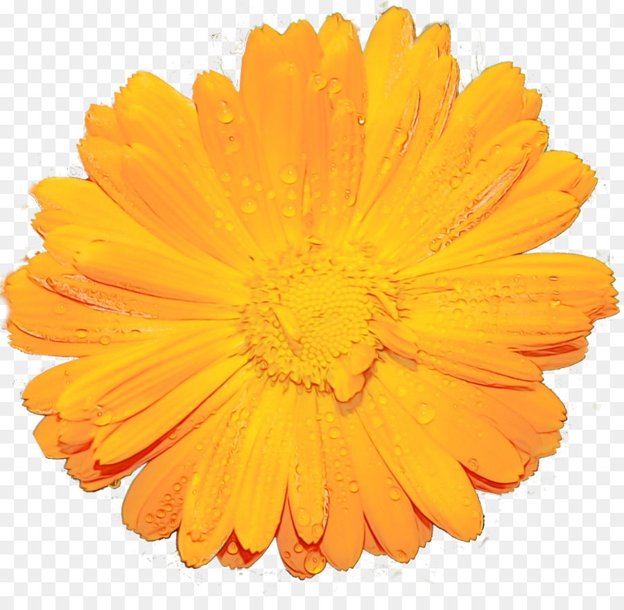 İngilizce Marigold，Sarı PNG