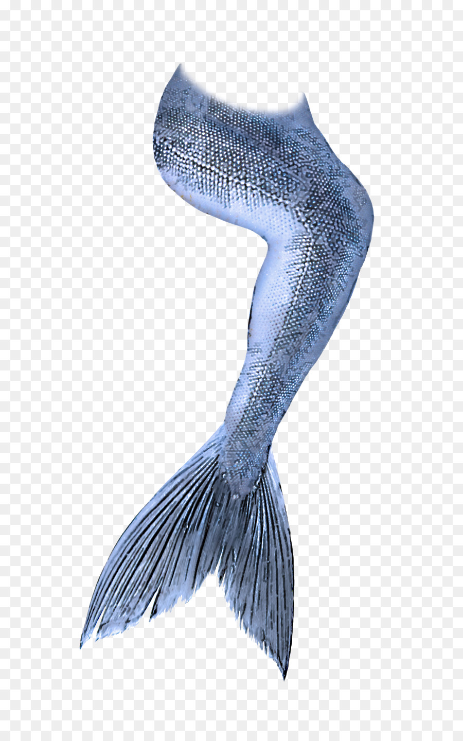 Balık，Kanat PNG