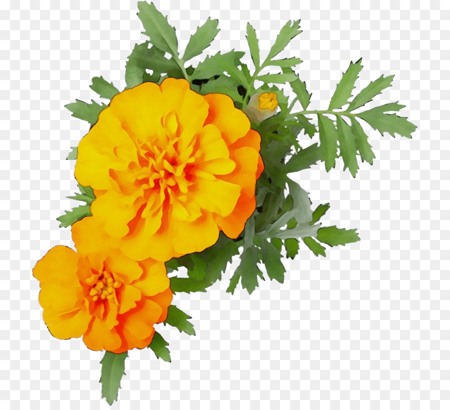 çiçek，Tagetes PNG