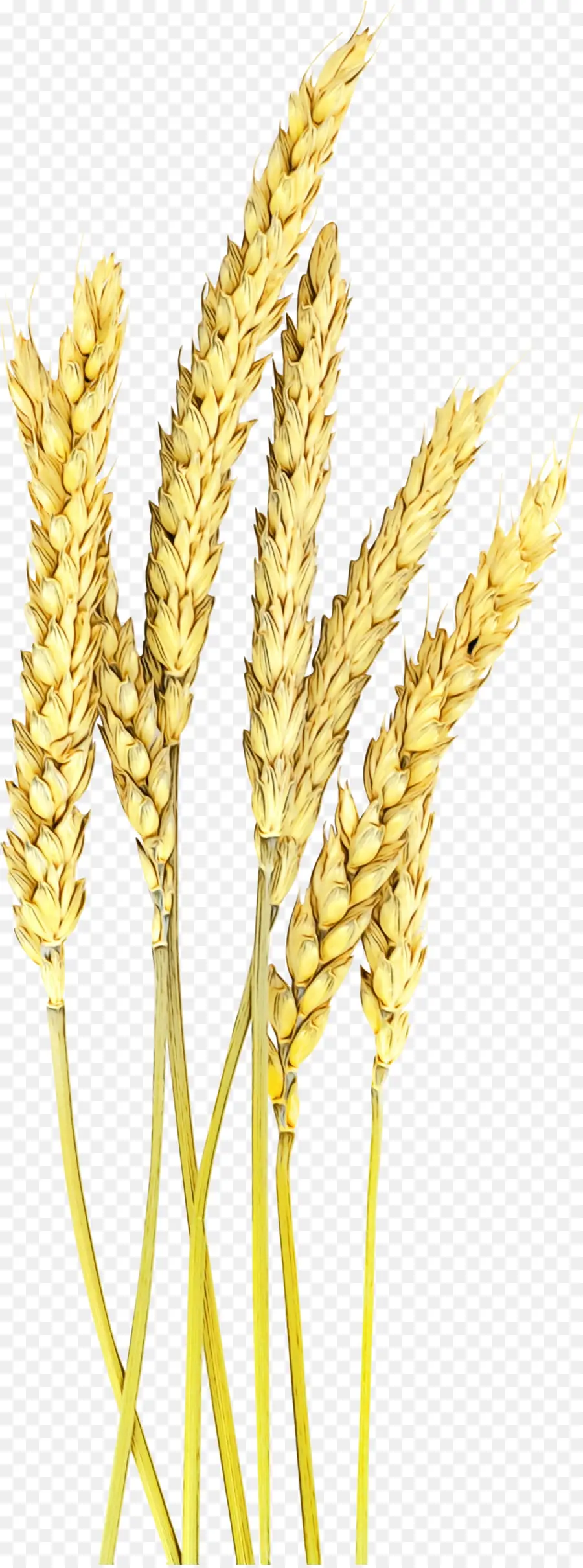 Gıda Tahıl，Buğday PNG