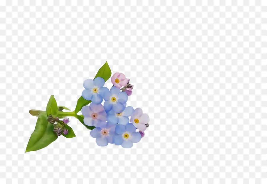 Alpin Forgetmenot，çiçek PNG
