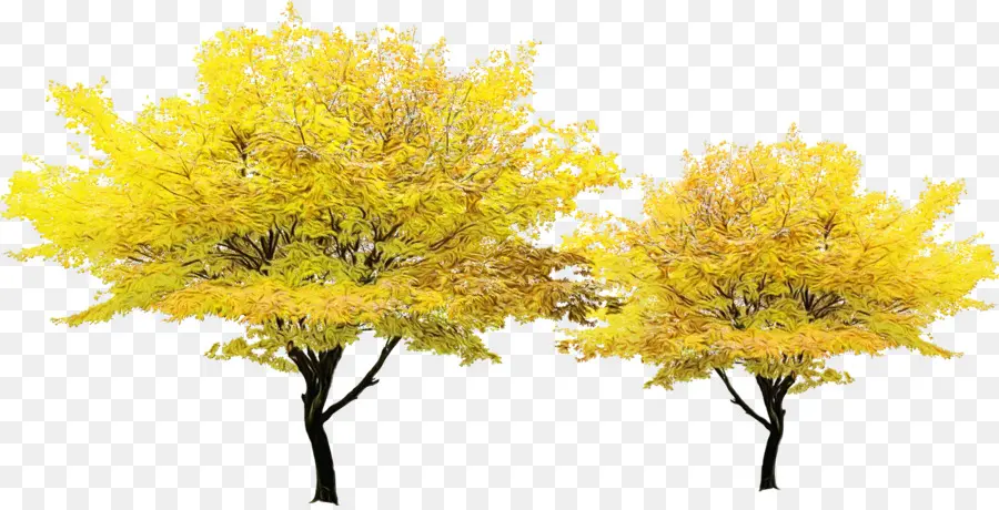 Ağaç，Sarı PNG