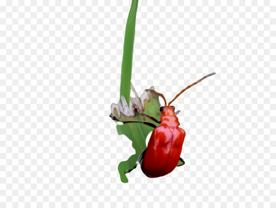 Bitki，Böcek PNG