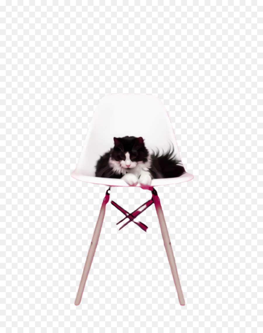 Beyaz，Kedi PNG