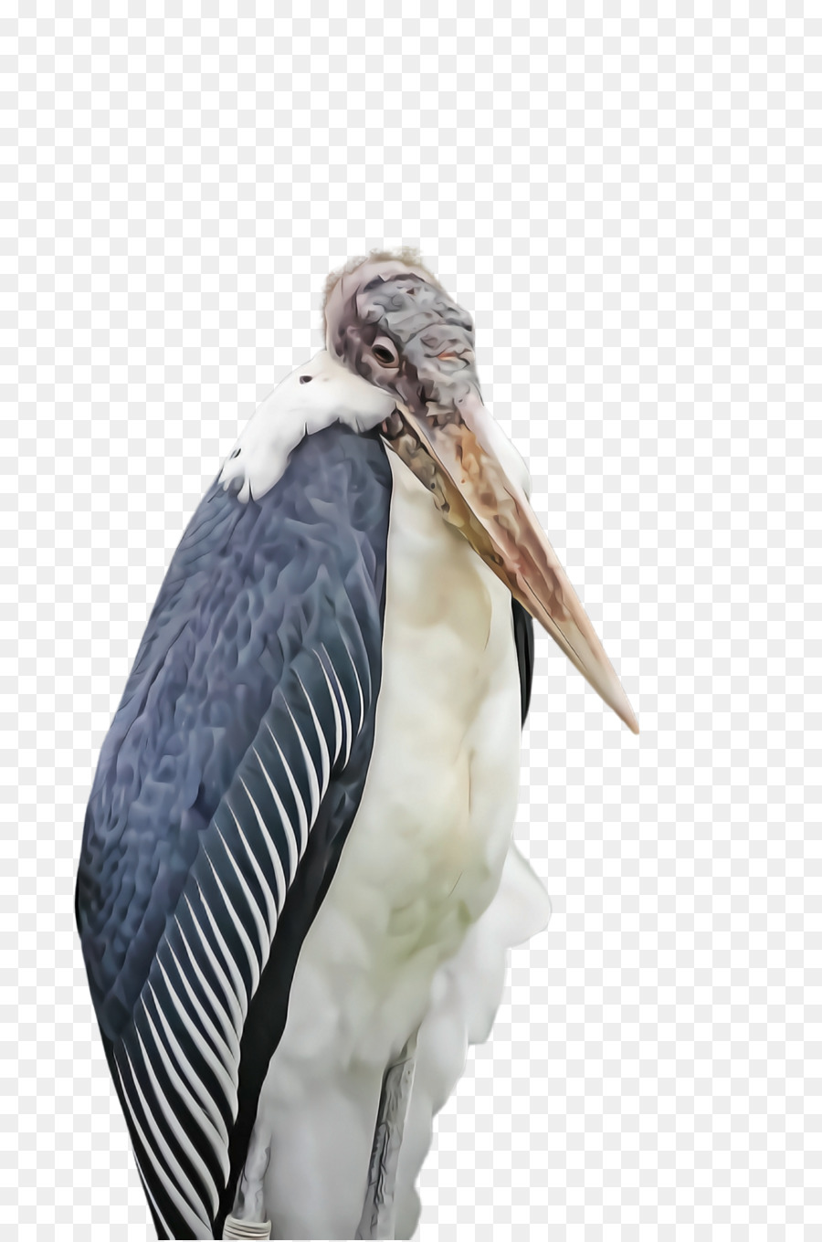 Marabou Stork，Kuş PNG