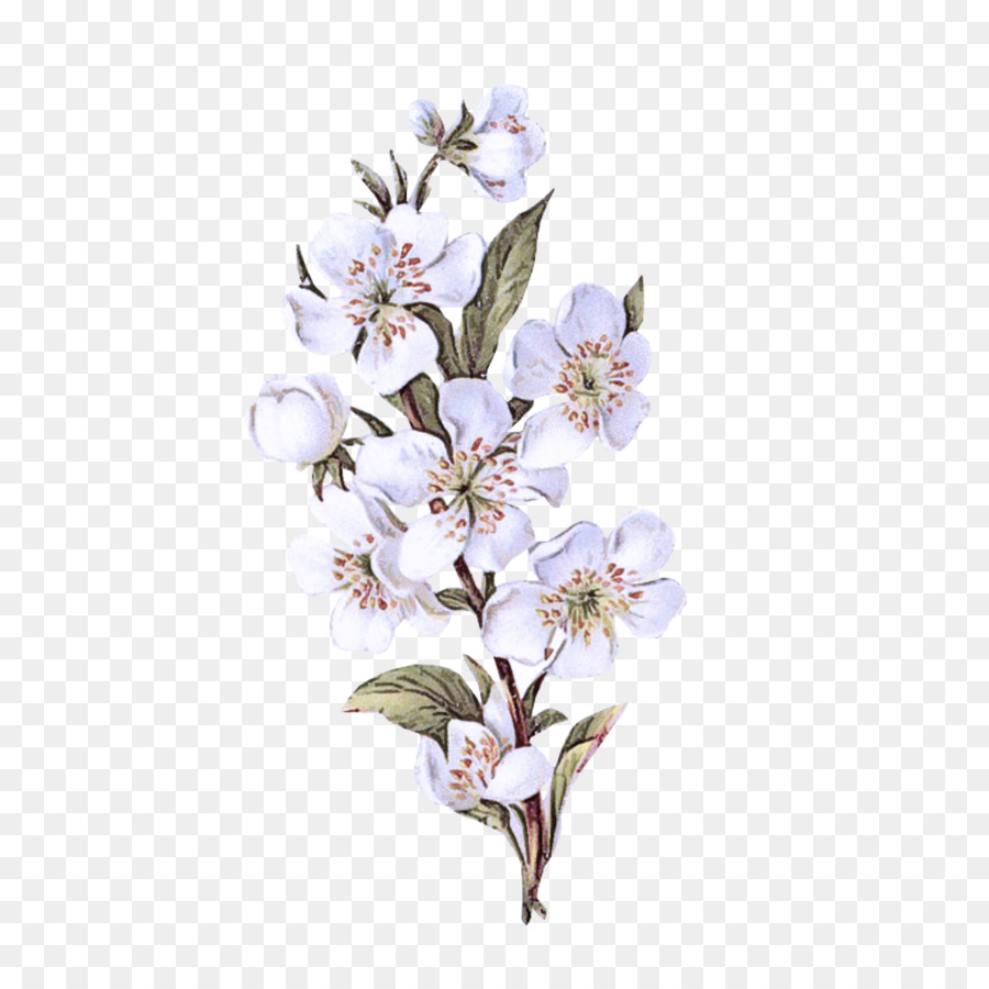 çiçekli Bitki，çiçek PNG