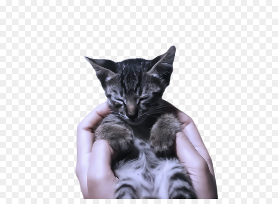 Kedi，Küçük Ve Orta ölçekli Kediler PNG