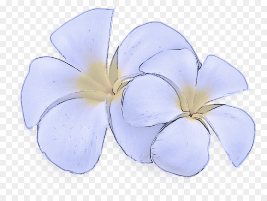 Plumeria'nın çiçekleri，Çiçeği PNG