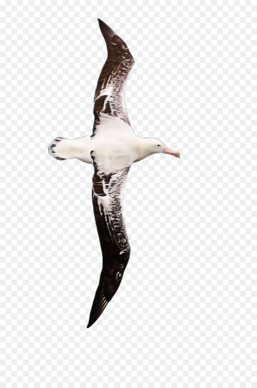 Albatros，Uçan PNG