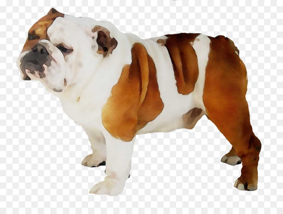 Buldog，Köpek PNG