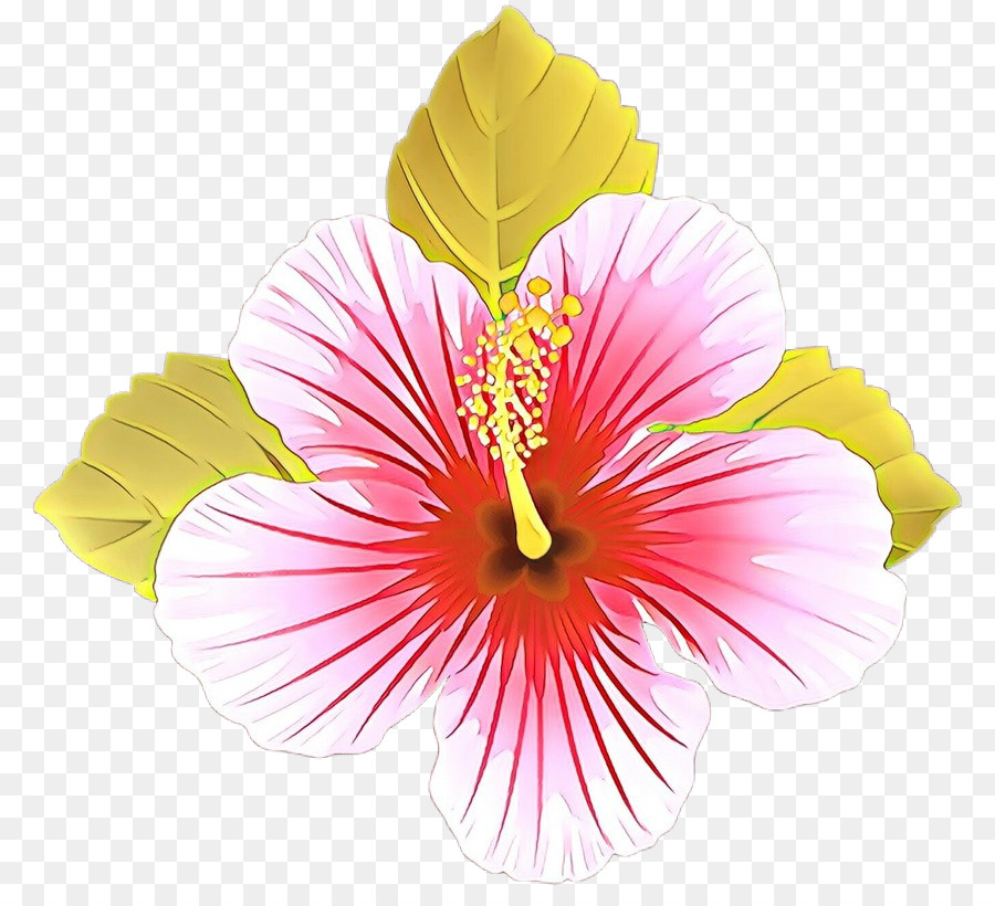 Hibiskus çiçekleri，Doğa PNG