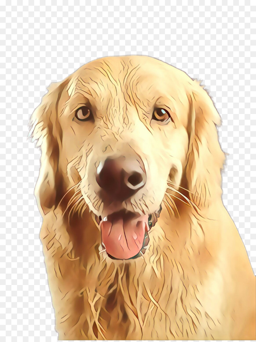 Golden Retriever，Köpek PNG