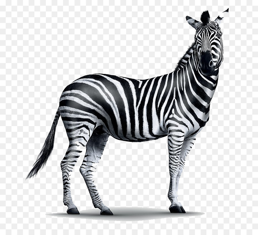 Zebra，Çizgili PNG