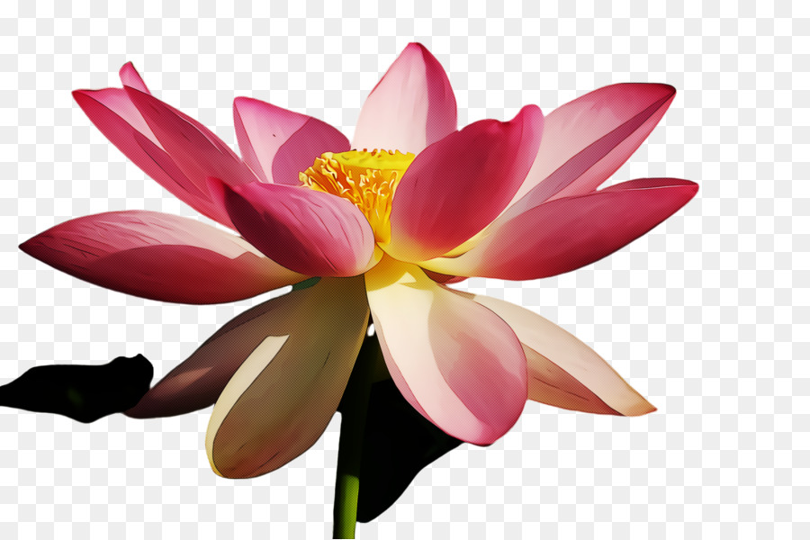 Pembe Lotus，Çiçek Açmak PNG